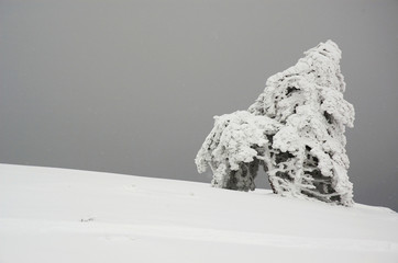 Снежное дерево