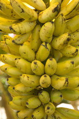 r&eacute;gime de bananes