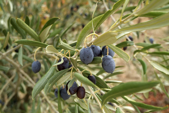 olives noires sur olivier