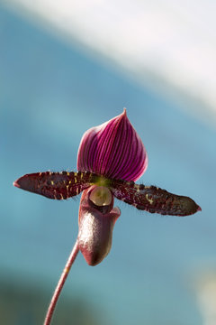 orchidée sabot de vénus 