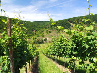 grüner Weinberg im Juni