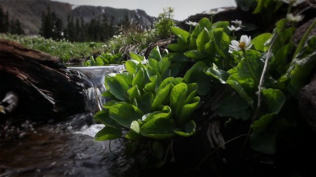 (1210) Colorado Rocky Mountains Alpine Wildflowers Summer Nature