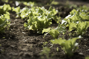 salades dans le potager