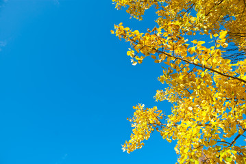 Bright yellow leaves of aspen with blue sky in the background.