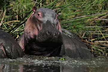 Hippo (Hippopotamus amphibius) at Naivasha Lake, Kenya