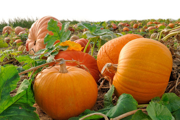 Kürbisse kurz vor der Ernte