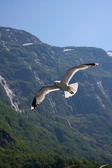 Norway seagull