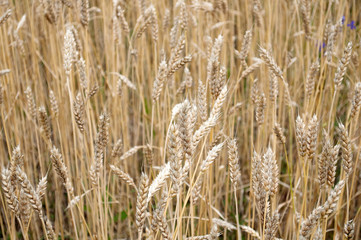 Fototapeta premium ears of wheat