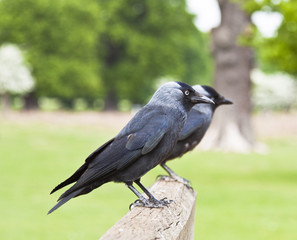 Raven