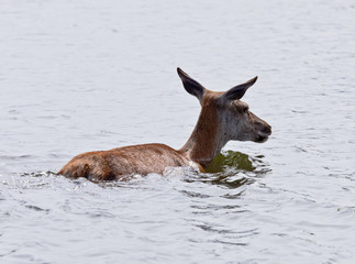 Fallow Deer