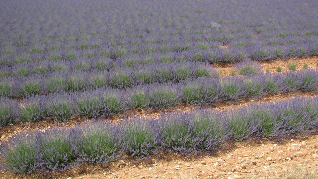 champs de lavande