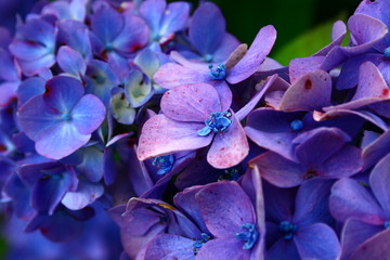 Niebiesko-fioletowa hortensja (hydrangea)