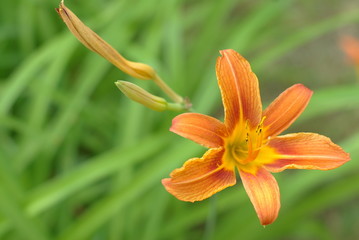 orange lily and green leaves