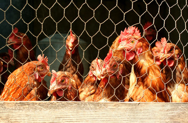 Bunch of chickens in a coop
