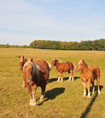 Chevaux de trait