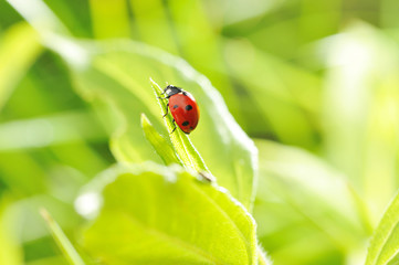 Ladybug