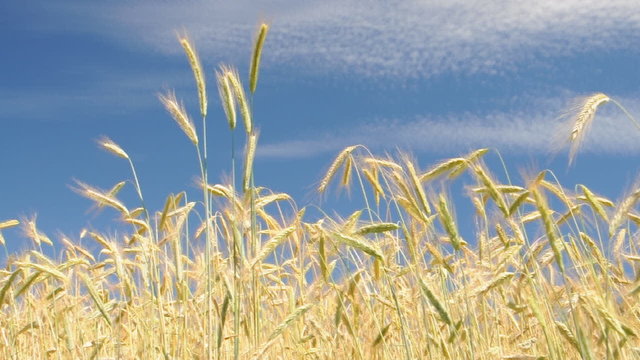 Ein Feld im Wind