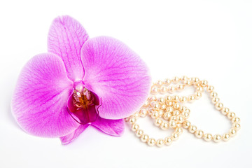 Orchid with a pearl necklace.