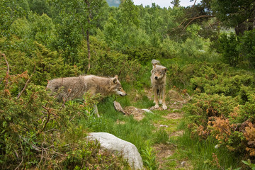 wolf in norway