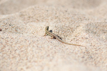 Lizard