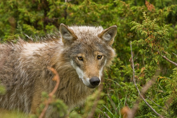 wolf in norway