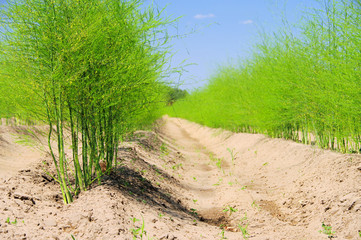 Spargelfeld - asparagus field 22
