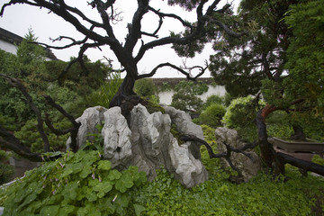 chine,suzhou : jardin de la politique des simples, bonsai