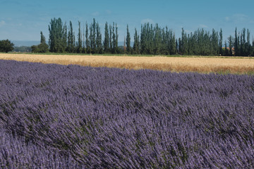 Lavande & blé