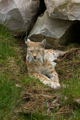 Lynx
