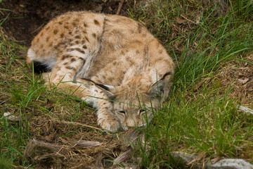 Lynx