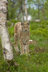Lynx