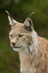 Lynx