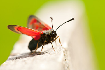 Red butterfly
