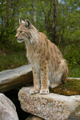 Lynx