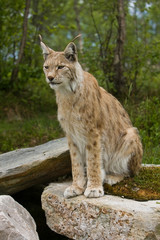 Lynx