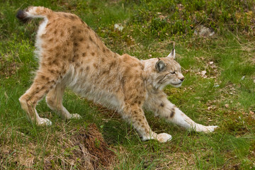 Lynx