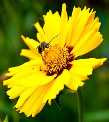 Abeille sur un coreopsis