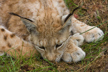 Lynx