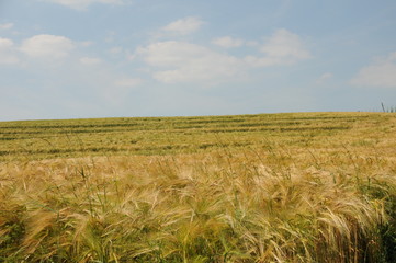 Fototapeta premium korn