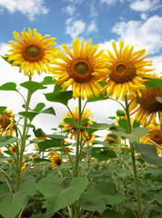 Beautiful sunflowers