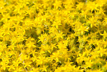 Small yellow flowers background