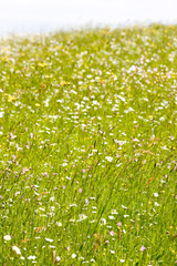Fototapeta premium meadow in blossom