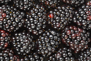 Blackberry background