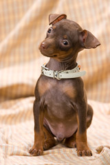 Fototapeta premium ミニピンの子犬 Miniature Pinscher puppy