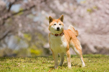 桜の花を背景にした日本犬  japanese dog