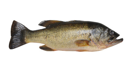 Fototapeta premium Largemouth Bass Isolated on White Background