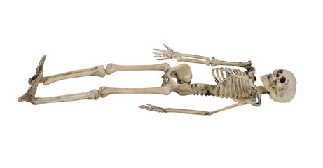 Skeleton