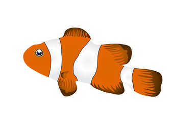 Vector illustration of clownfish isolated