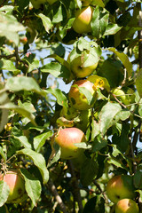 ripe apples on branches