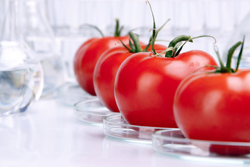 tomato experiment